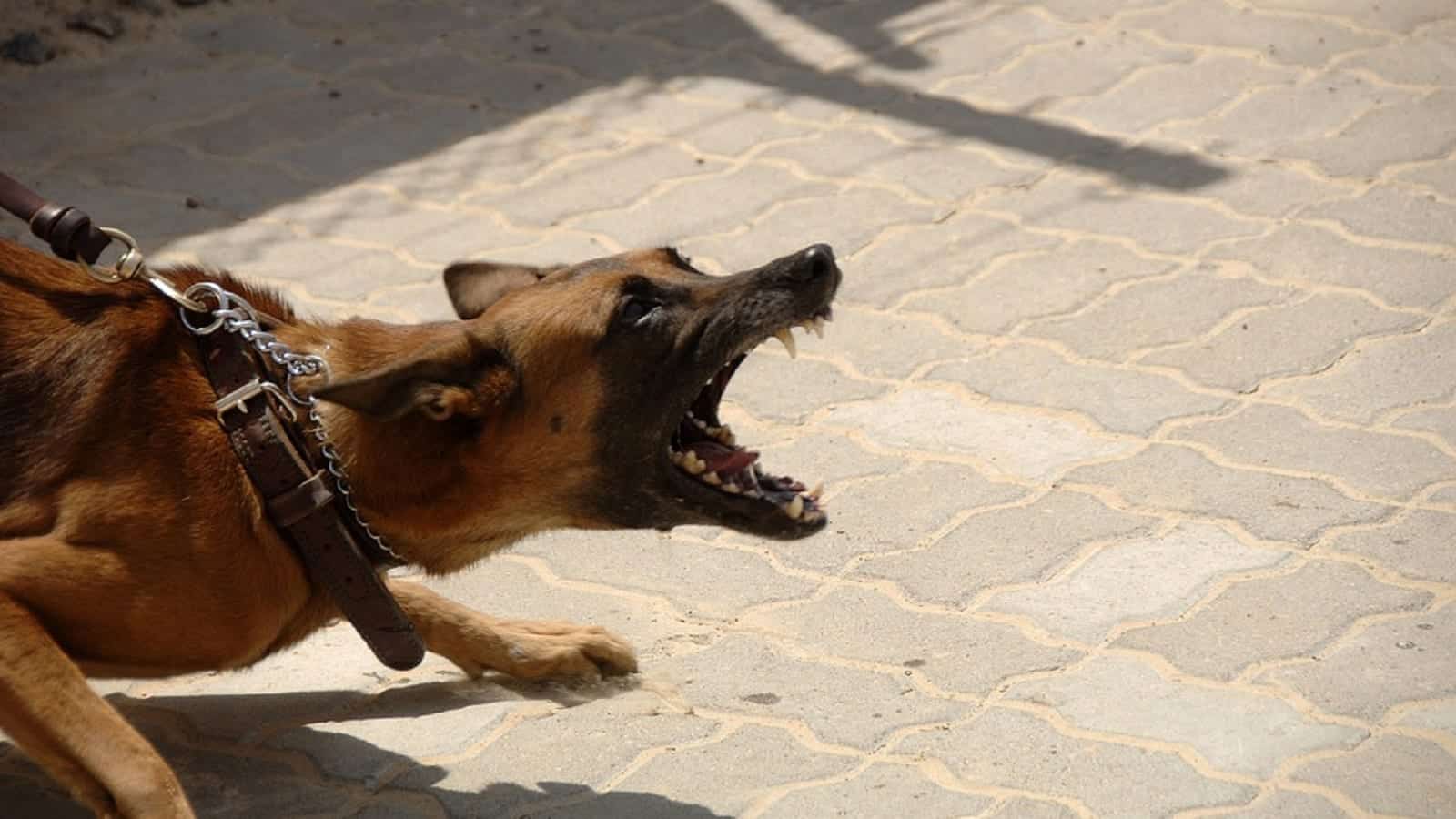 Aggressive Dog Barking Stock Photo